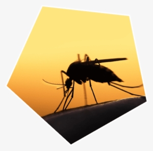 Mosquito Control - Skin And Arthropod Vectors [book]