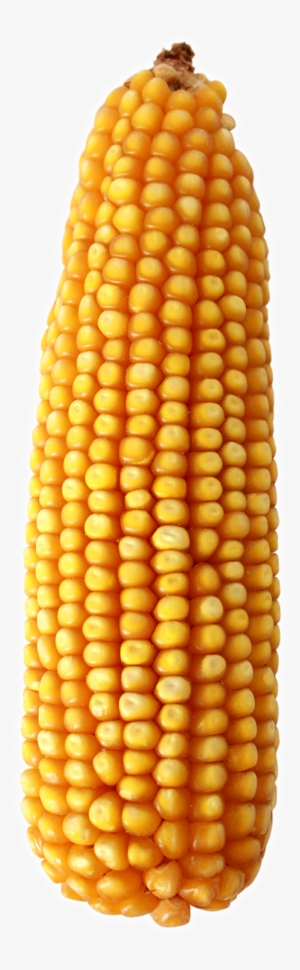 Maíz Amarillo - Maize