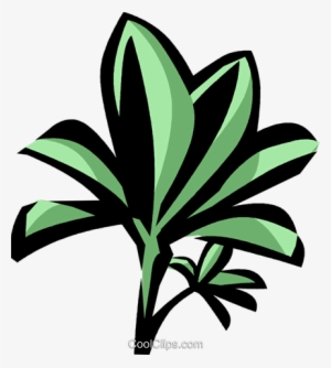 Mangrove Royalty Free Vector Clip Art Illustration - Mangrove
