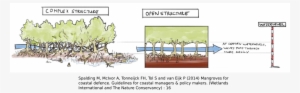 Bret Webb On Twitter - Mangroves And Coastal Protection