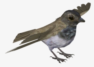 Mangrove Finch - Finch Transparent