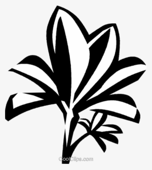 Mangrove Royalty Free Vector Clip Art Illustration - Mangrove