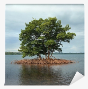 Mangrove Islet