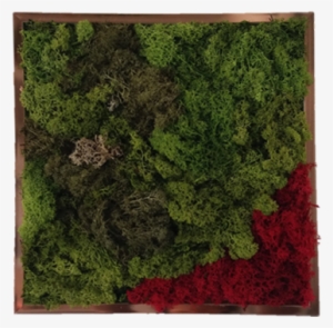 Tamaño - - Price