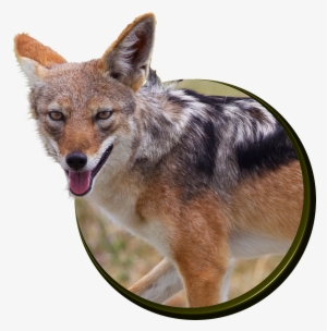 Jackal's - Fantastic Facts About Jackals: Illustrated Fun Learning