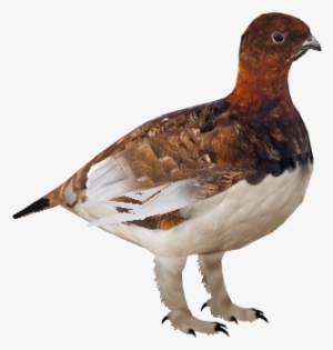 Willowptarmigan - Willow Ptarmigan Png