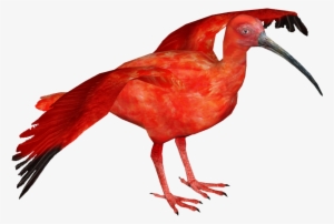 scarlet ibis - scarlet ibis png