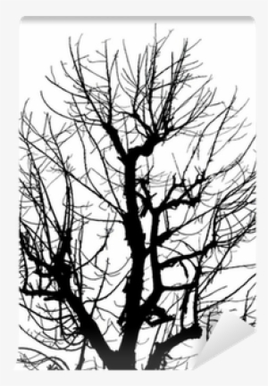 Silhouette Dead Tree On Isolated White Background Wall - Tree