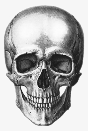 Report Abuse - Realistic Pirate Skull Drawing