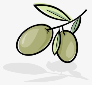 Vector Illustration Of Olives Growing On Plant Branch - Olives