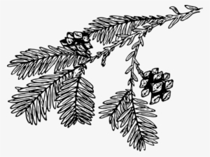 Spruce Tree Coast Redwood Branch Redwoods - Pine Branch Black And White Png