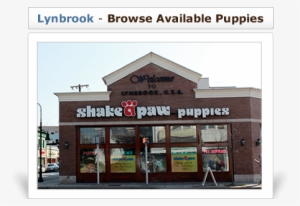 Browse Available Puppies At Our Lynbrook Store - Security Awareness