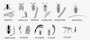 Open - Hemiptera Antenna Types