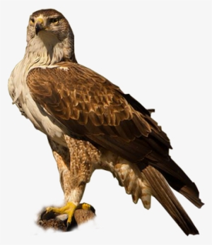 Bonelli's Eagle - Golden Eagle
