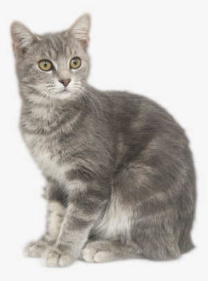 Cat Formulas - Cat