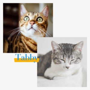 Tabby Cat - Yellow Cat Notebook [book]