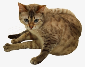 Cat Png - Cat