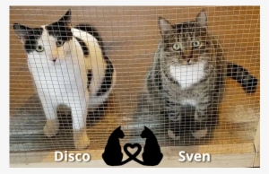 Disco The “tuxedo” Cat And Sven The Dressed Up Tabby, - Love