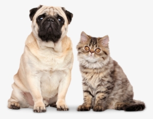 A Pug Dog And A Tabby Cat - National Geographic Magazine Inside Animal Minds