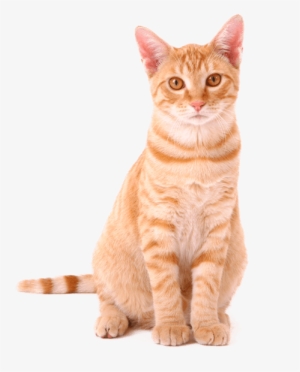 Orange Tabby Cat - Sureflap Dual-scan Microchip Cat Door