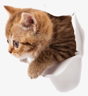 Kitten Png Picture - Transparent Background Cute Kittens Png