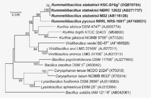 Phylogenetic Analysis Based On 16s Rrna Gene Sequences - Document