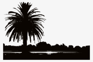 Silhouette Landscape Photography Landscape Design Sunset - Sunset Silhouette Palm Trees