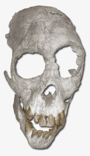 Proconsul Heseloni - Proconsul Heseloni Skull