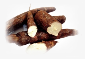 Yuca - Tapioca Cassava