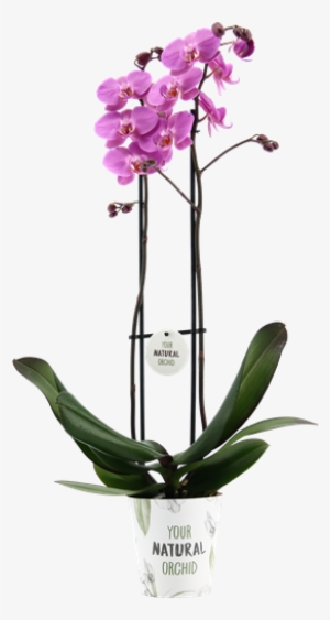 Meet Our Las Palmas - Orchids