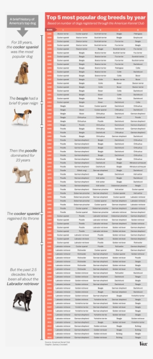 111final - Dog