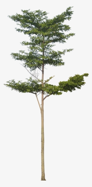 20 Free Tree Png Images - Trees Png