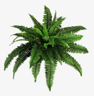 Download - Plant Overlay Png