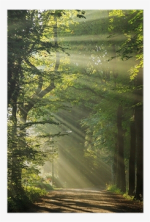 Sun Rays Shining Through The Trees In A Forrest - Man Of The Forest