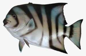Ocean Fish Png Clipart Black And White Download - Aquarium Fish Png