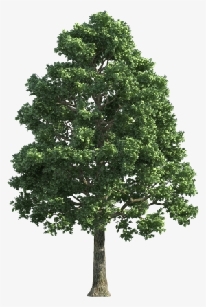 Green Realistic Tree Clip - Oak Tree Png