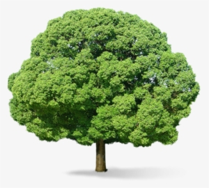Neem Tree Png - Green Tree Png