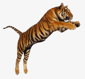 Tiger Eyes And Fangs Icon Png - Tiger Transparent Background