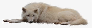 Laying White Wolf Png By Raynexstorm-d77qyll - White Wolf Png Hd