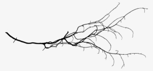 Free Png Tree Branch Png Images Transparent - Tree Branch Png