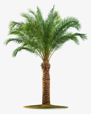 Date Palm Tree Png - Palm Tree White Background