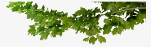 Tree Branch Png - Tree Branch Png Transparent