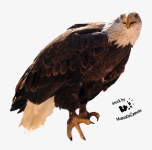 Bald Eagle Png Pic - Bald Eagle Cut Out