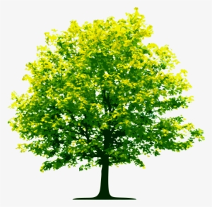Tree Png Image, Free Download, Picture - Trees Png