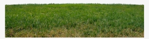 Grass Png Images Free Download - Grass Transparent Png Free