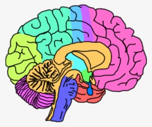 About The Brain - Brain Png