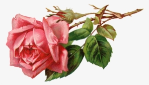 Vintage Pink Rose Png Free Image - Vintage Pink Rose