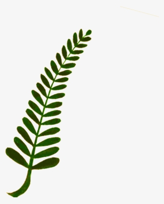 Fern Computer Icons Plant Stem Watercolor Painting - Fern Clip Art