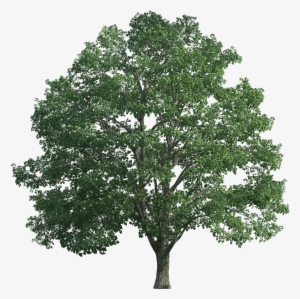 Tree Realistic Png Clip Art - Big Tree Transparent Background
