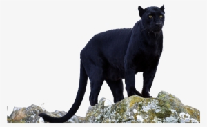 Transparent Animals Black Panther - Panther Png